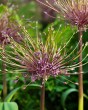 Allium schubertii.jpg